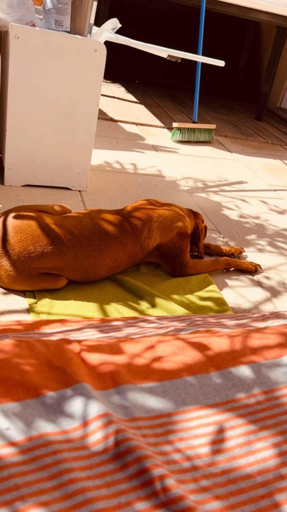 Plage / Beach / Marines De Gassin / Saint-Tropez Eksteriør billede